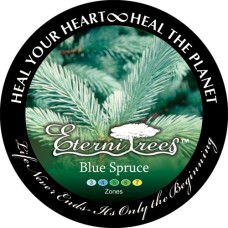Blue Spruce EterniTrees Urn