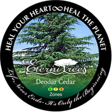 Deodar Cedar EterniTrees Urn for Pets