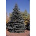 Blue Spruce EterniTrees Urn for Pets