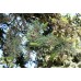 Blue Spruce EterniTrees Urn for Pets
