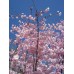 Flowering Cherry EterniTrees Urn for Pets