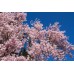 Flowering Cherry EterniTrees Urn for Pets