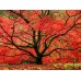Japanese Maple EterniTrees Urn for Pets