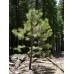 Ponderosa Pine EterniTrees Urn