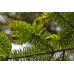Sitka Spruce EterniTrees Urn for Pets