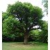 White Oak EterniTrees Urn